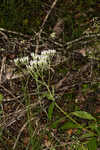 White thoroughwort